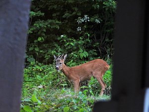 Tierischer Besuch
