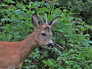 Tierischer Besuch