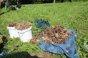Feldversuch im Park Hohenrode - Wie wurde vor 2.400 Jahren Eisen gewonnen?