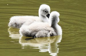 Kleine Sensation am Wiesenteich bei Liebenrode