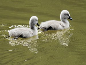 Kleine Sensation am Wiesenteich bei Liebenrode