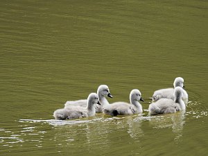 Kleine Sensation am Wiesenteich bei Liebenrode