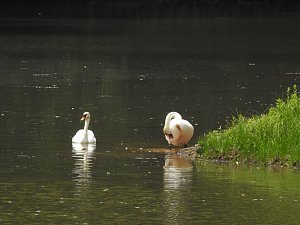 Kleine Sensation am Wiesenteich bei Liebenrode