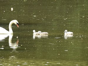 Kleine Sensation am Wiesenteich bei Liebenrode