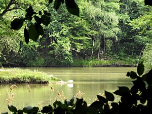 Kleine Sensation am Wiesenteich bei Liebenrode