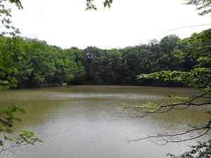 Kleine Sensation am Wiesenteich bei Liebenrode