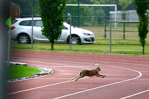 2:2 im Testspiel gegen Zwickau