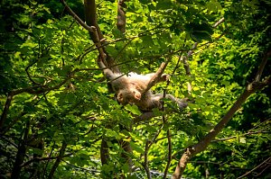 Besuch bei den Affen am Straußberg