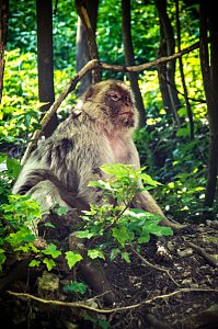 Besuch bei den Affen am Straußberg