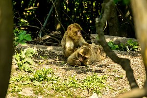 Besuch bei den Affen am Straußberg