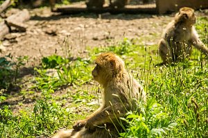 Besuch bei den Affen am Straußberg