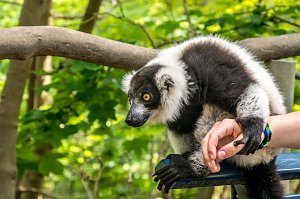 Besuch bei den Affen am Straußberg