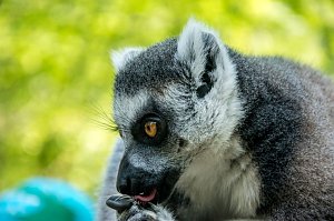 Besuch bei den Affen am Straußberg