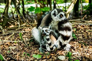 Besuch bei den Affen am Straußberg