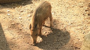Sonntagswanderung bei Thale