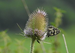Am Boden und in der Luft