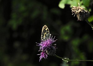 Am Boden und in der Luft