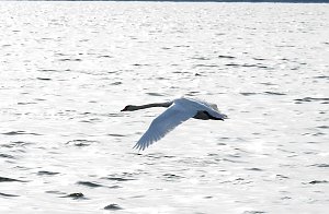 Sommerabend am Stausee Kelbra