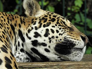 Zu Gast im Tierpark Dessau