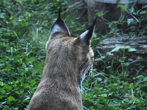 Zu Gast im Tierpark Dessau
