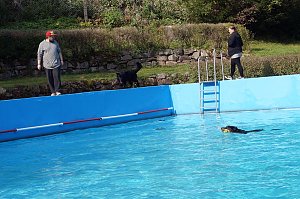 Hundedeschwimmen