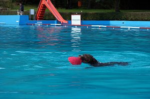 Hundeschwimmen