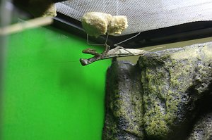 Spinnen- und Insektenschau in Sundhausen