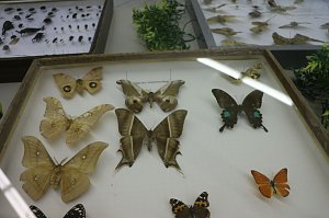 Spinnen- und Insektenschau in Sundhausen
