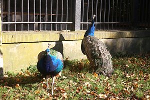 Goldener Herbst im B&auml;renpark Worbis