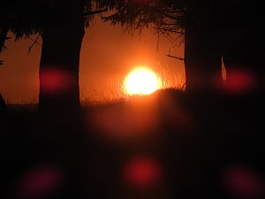 Pilze und Sonne bei Petersdorf
