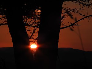 Pilze und Sonne bei Petersdorf
