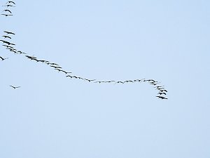 Kraniche im Anflug