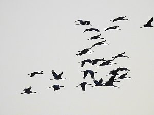 Kraniche im Anflug