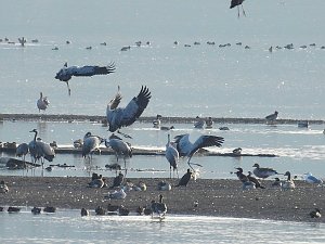 Kraniche im Anflug