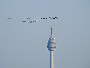 Kraniche im Anflug