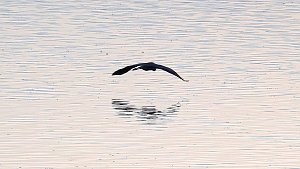 Kraniche im Anflug
