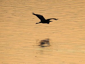 Kraniche im Anflug