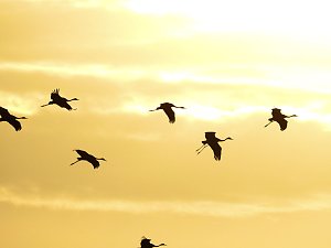 Kraniche im Anflug