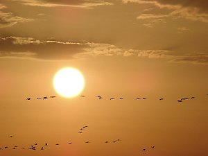 Kraniche im Anflug