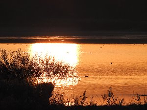 Kraniche im Anflug