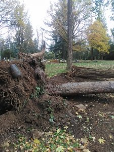 Umgest&uuml;rzte B&auml;ume auf dem Hauptfriedhof