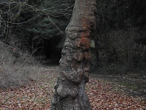 Abstecher in den W&ouml;rlitzer Park
