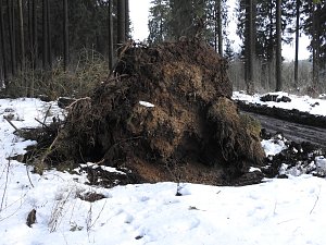Der Harz taut...