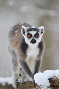 Affenbande auch im Schnee unterwegs