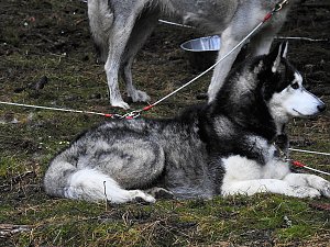 Schlittenhunde rennen rund um Benneckenstein