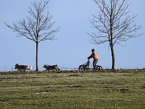 Schlittenhunde rennen rund um Benneckenstein