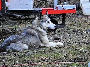 Schlittenhunde rennen rund um Benneckenstein