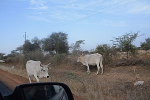 Von Nordhausen nach Gambia - die "Nordh&auml;user W&uuml;stenf&uuml;chse" unterwegs