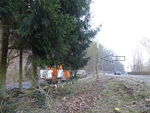 Diesen Baum hatte es entsch&auml;rft