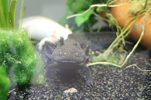 Startschuss f&uuml;r die "Gartenkinder", Bleicherodes neuer Kindergarten wurde offiziell &uuml;bergeben